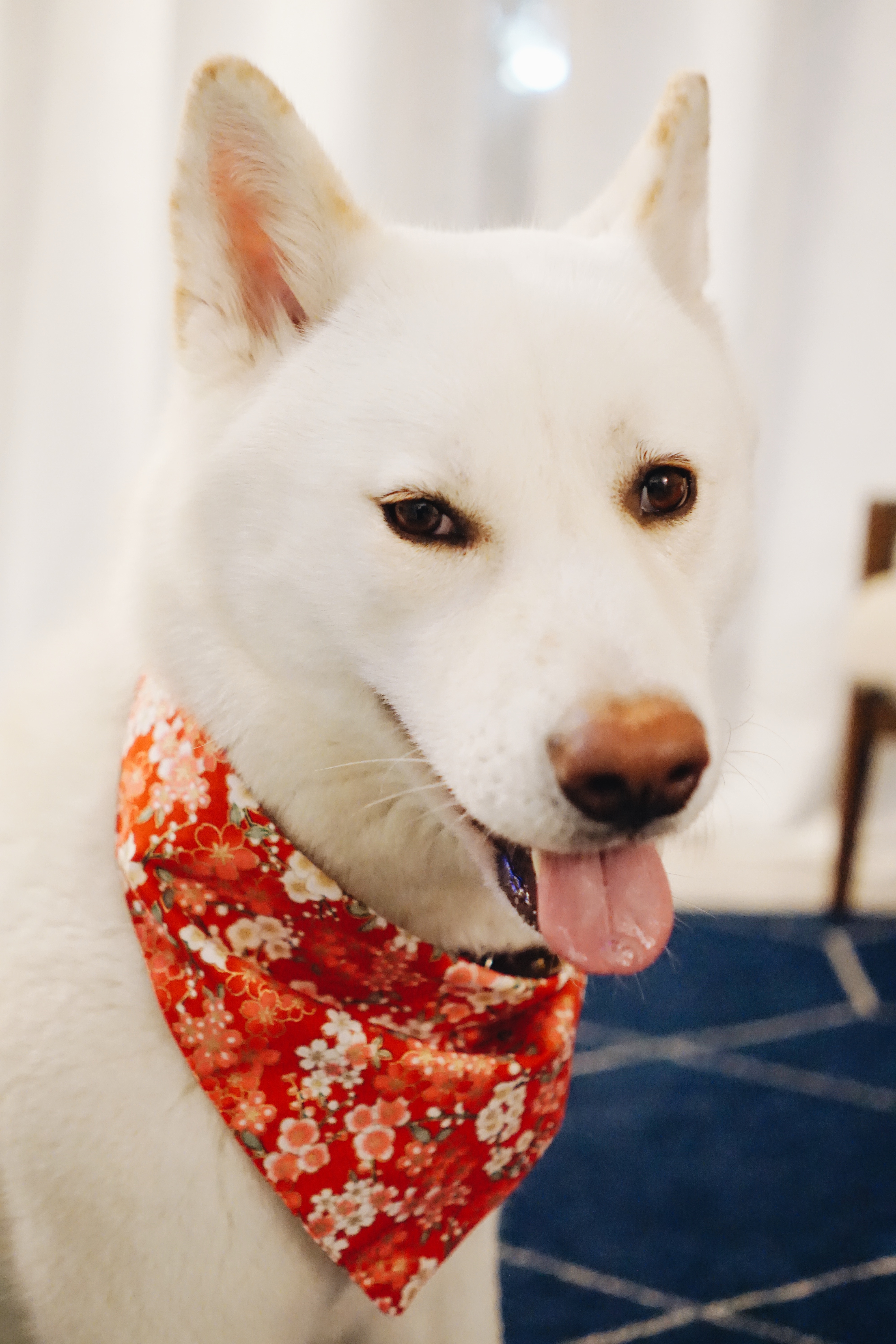 White Akita Dogs