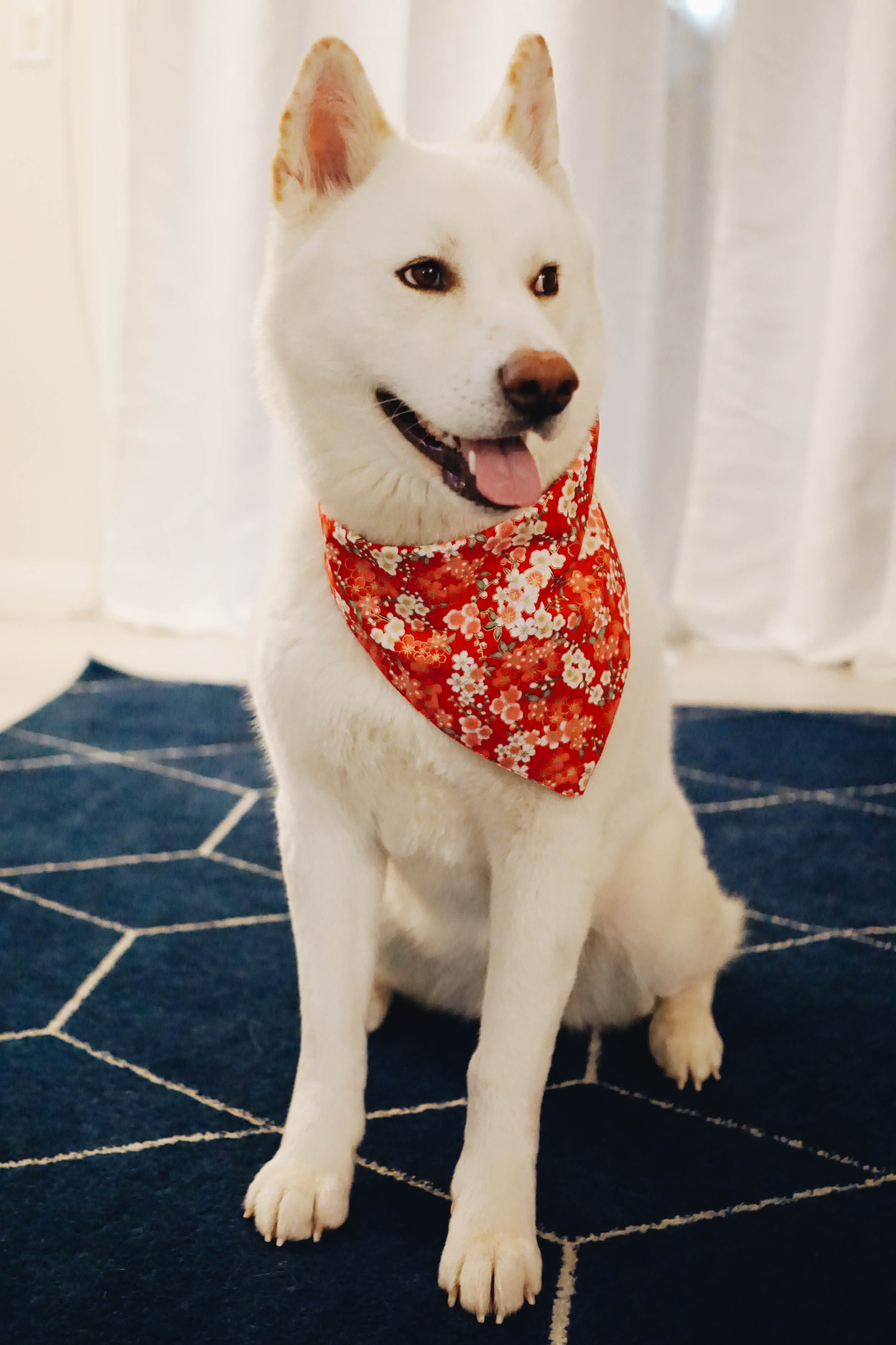 White Japanese Akita