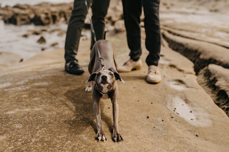 San Diego Surprise Proposal Photographer